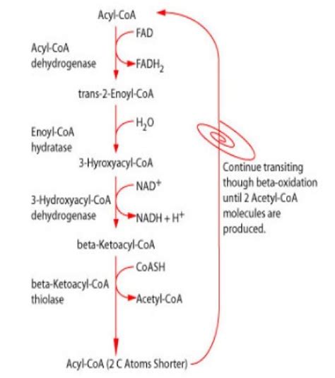 Solved t. In the beta oxidation pathway, which of these is .